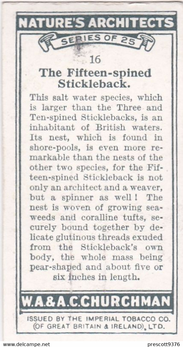Natures Architects 1930 -  16 Fifteen Spined Stickleback  -  Churchman Cigarette Card - Original - - Churchman