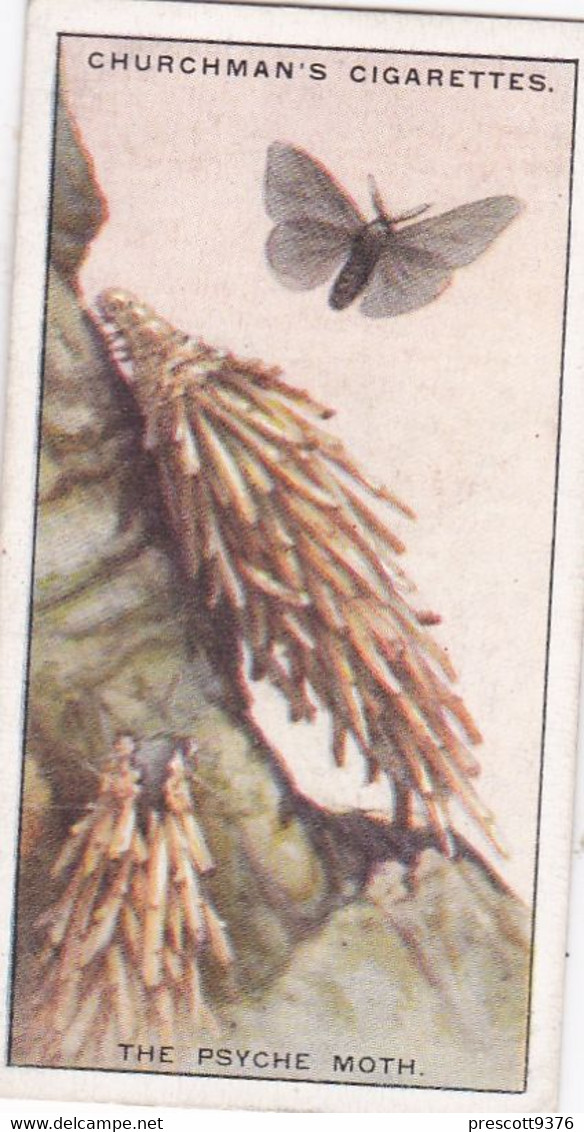 Natures Architects 1930 -  20 The Psych Moths  -  Churchman Cigarette Card - Original - - Churchman