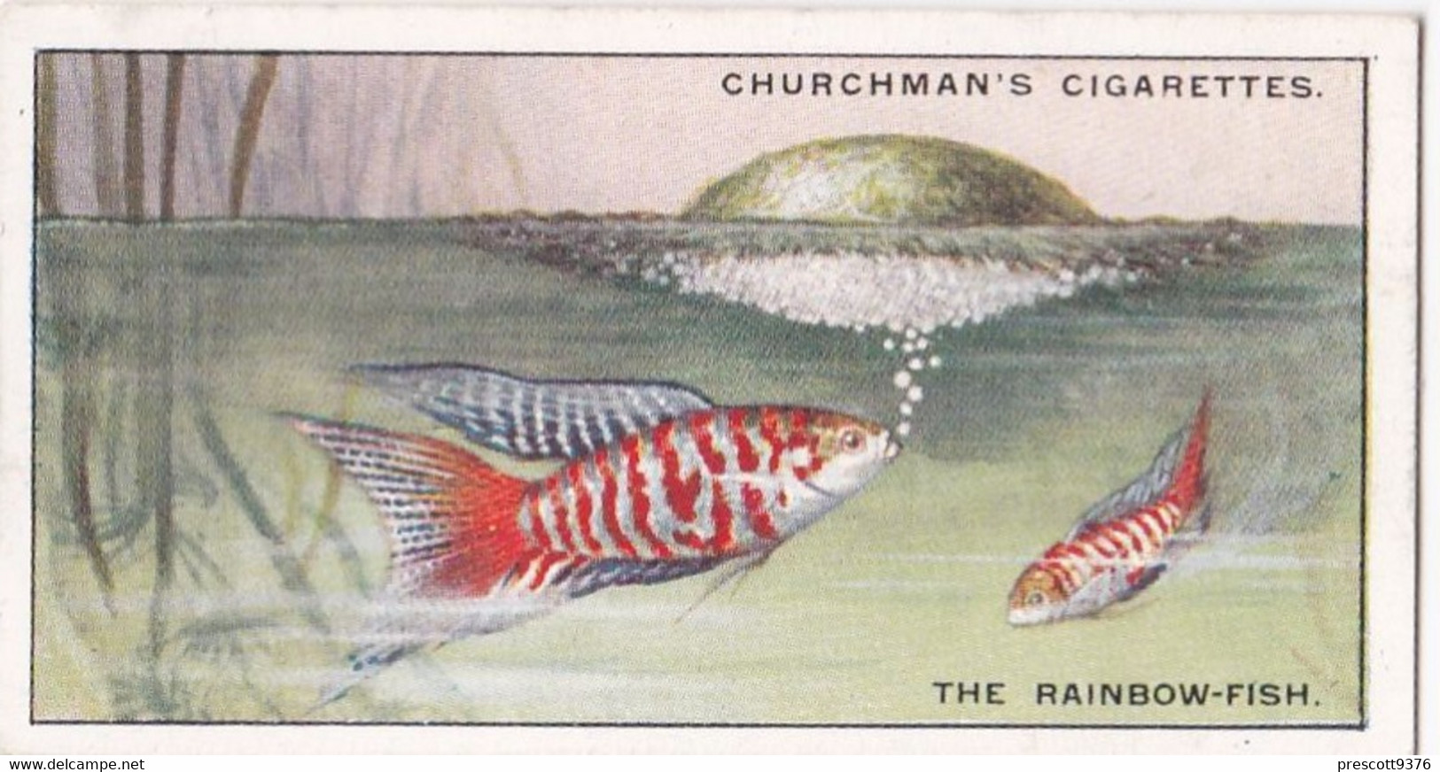 Natures Architects 1930 -  15 Rainbow Fish -  Churchman Cigarette Card - Original - - Churchman