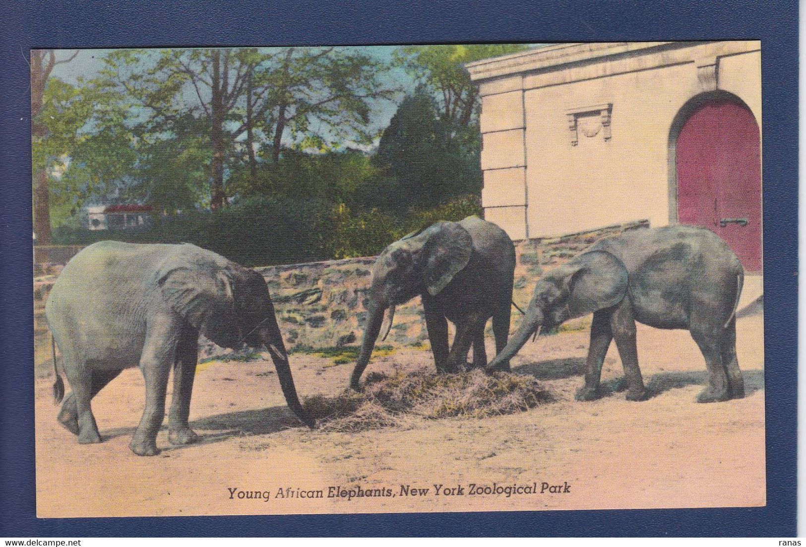 CPA éléphant Non Circulé Zoo De New York - Elephants