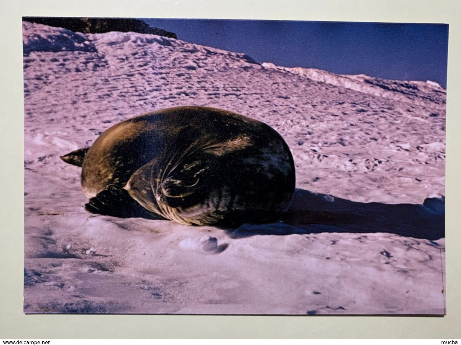 16239 -  Terre Adélie Phoque De Vedell - TAAF : Terres Australes Antarctiques Françaises