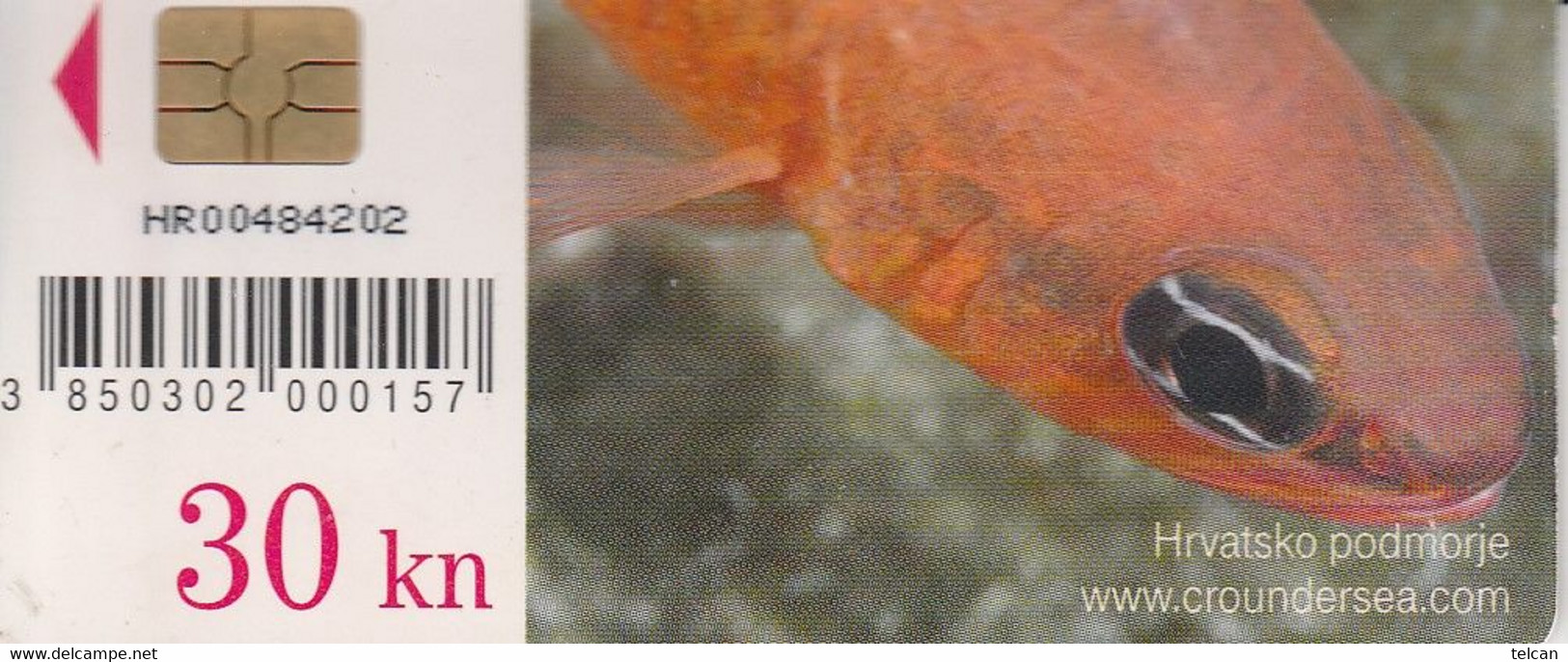 APOGON  CRATIE - Fish