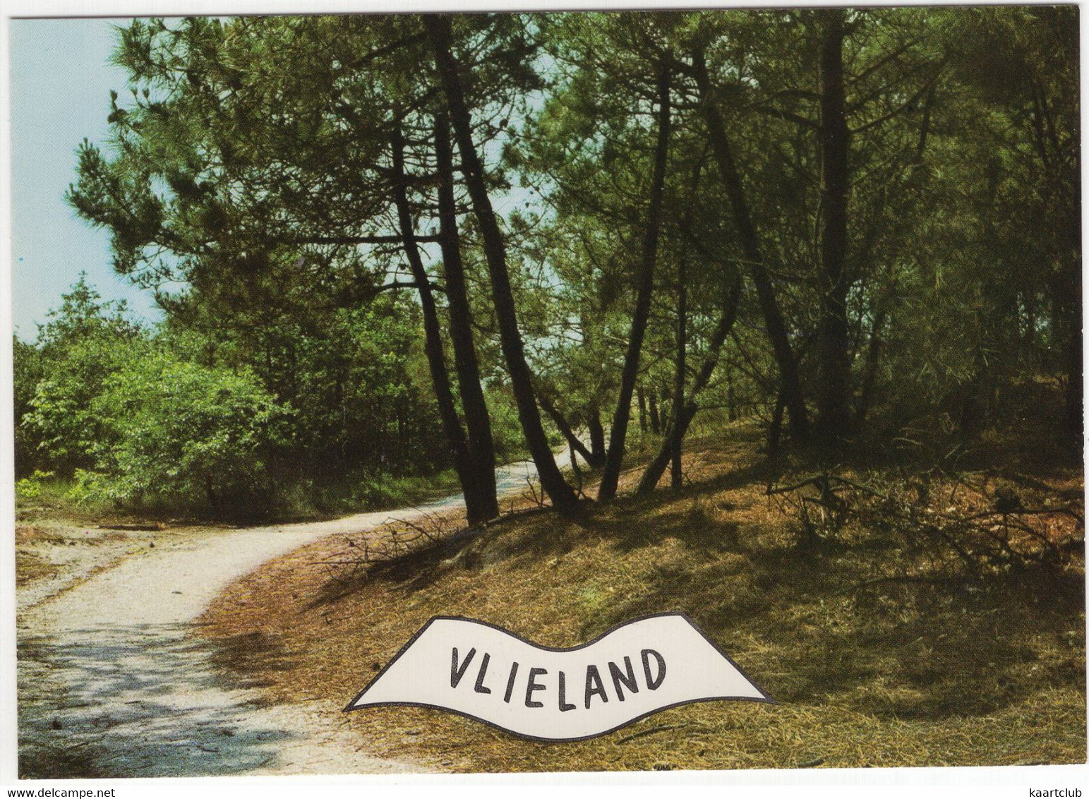 Vlieland - (Wadden, Nederland/Holland) - Nr. L 3460 -  Slingerpad, Naaldbomen - Vlieland
