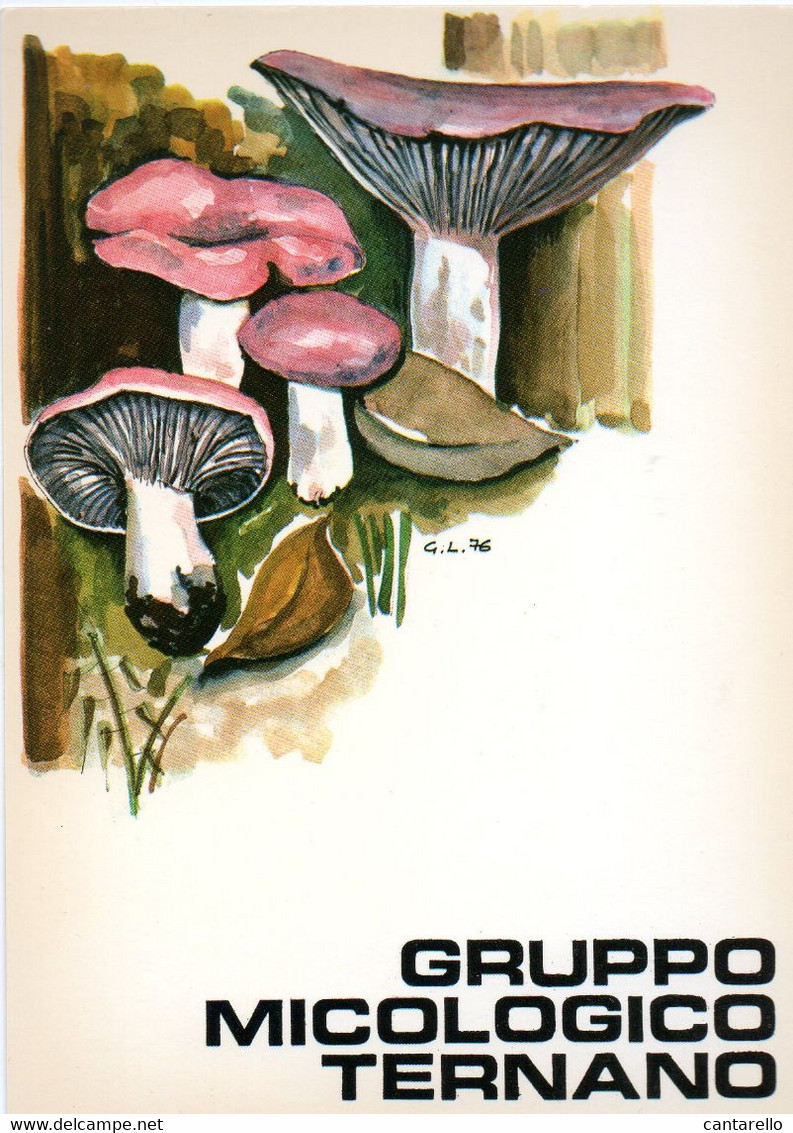 FUNGHI CHAMPIGNONS PILZE MUSHROOMS - Other & Unclassified