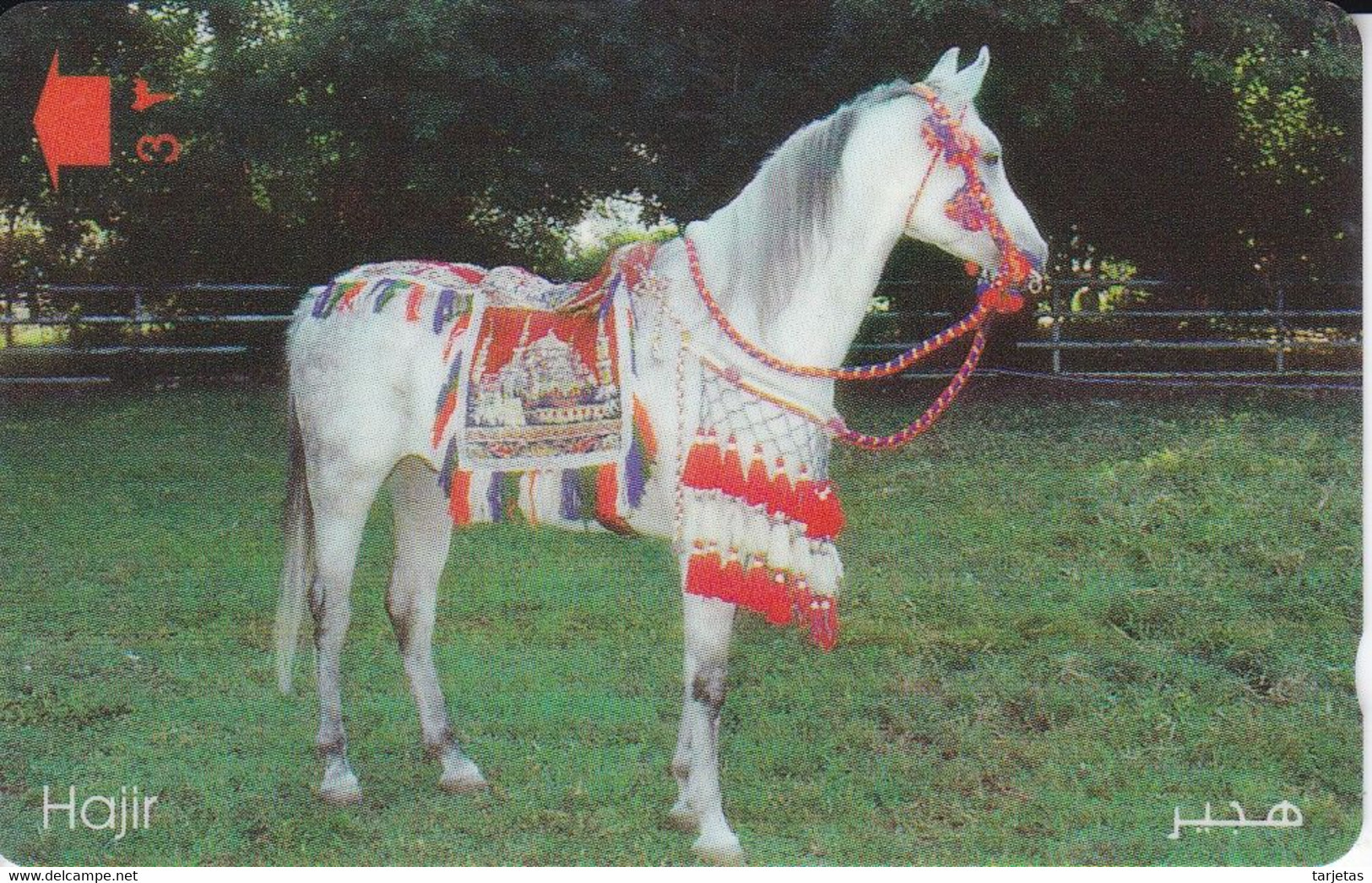 TARJETA DE OMAN DE UN CABALLO (CABALLO-HORSE) - Chevaux