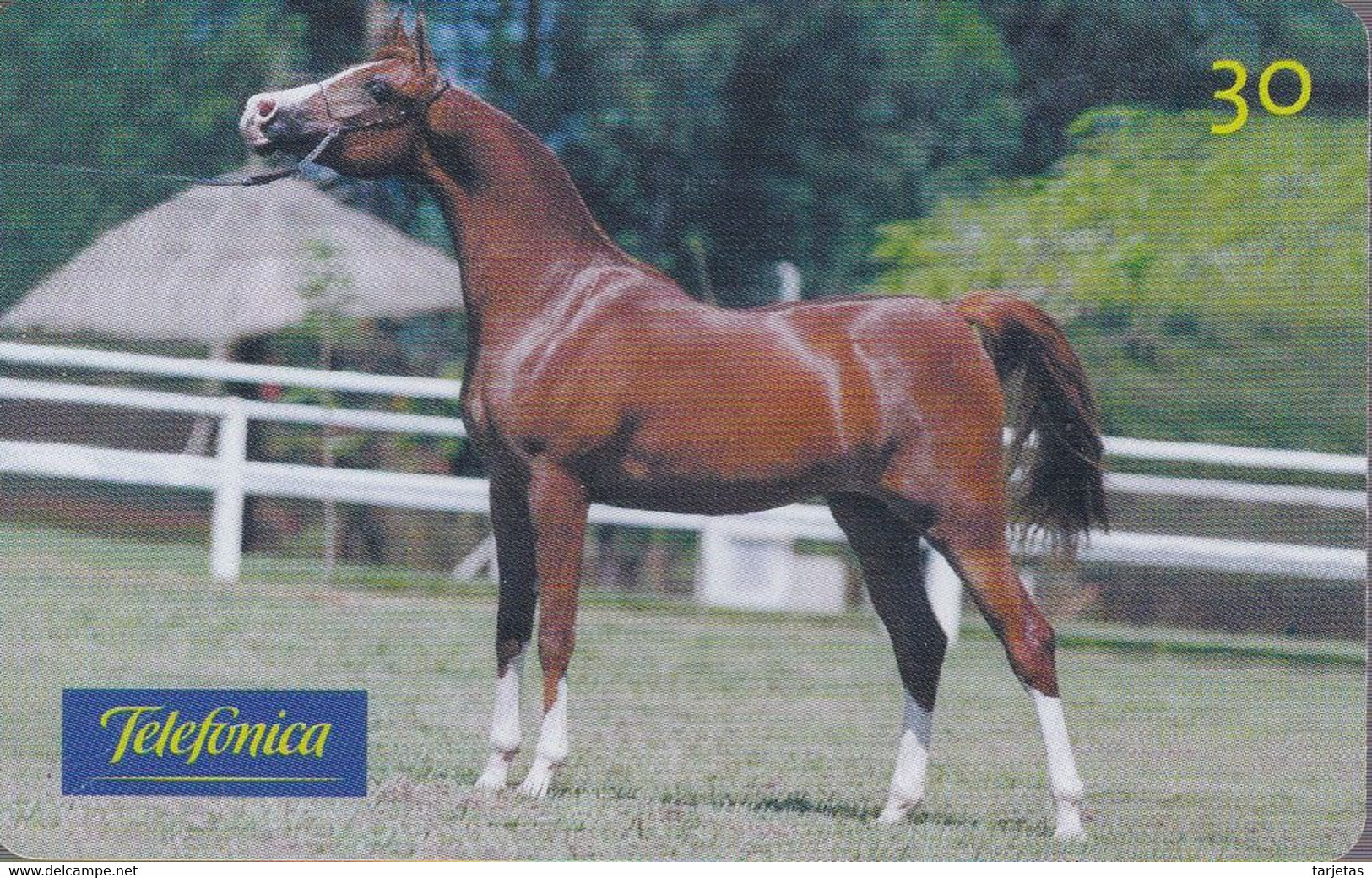 TARJETA DE BRASIL DE UN CABALLO ARABE (CABALLO-HORSE) - Paarden