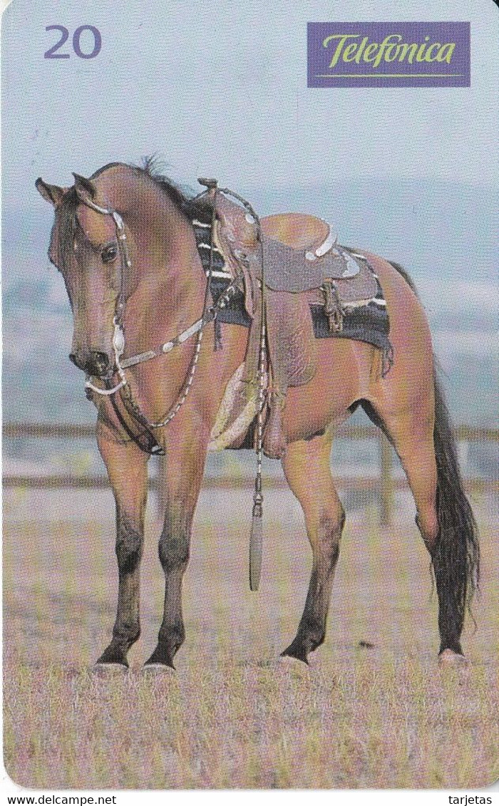 TARJETA DE BRASIL DE UN CABALLO ARABE (CABALLO-HORSE) - Paarden