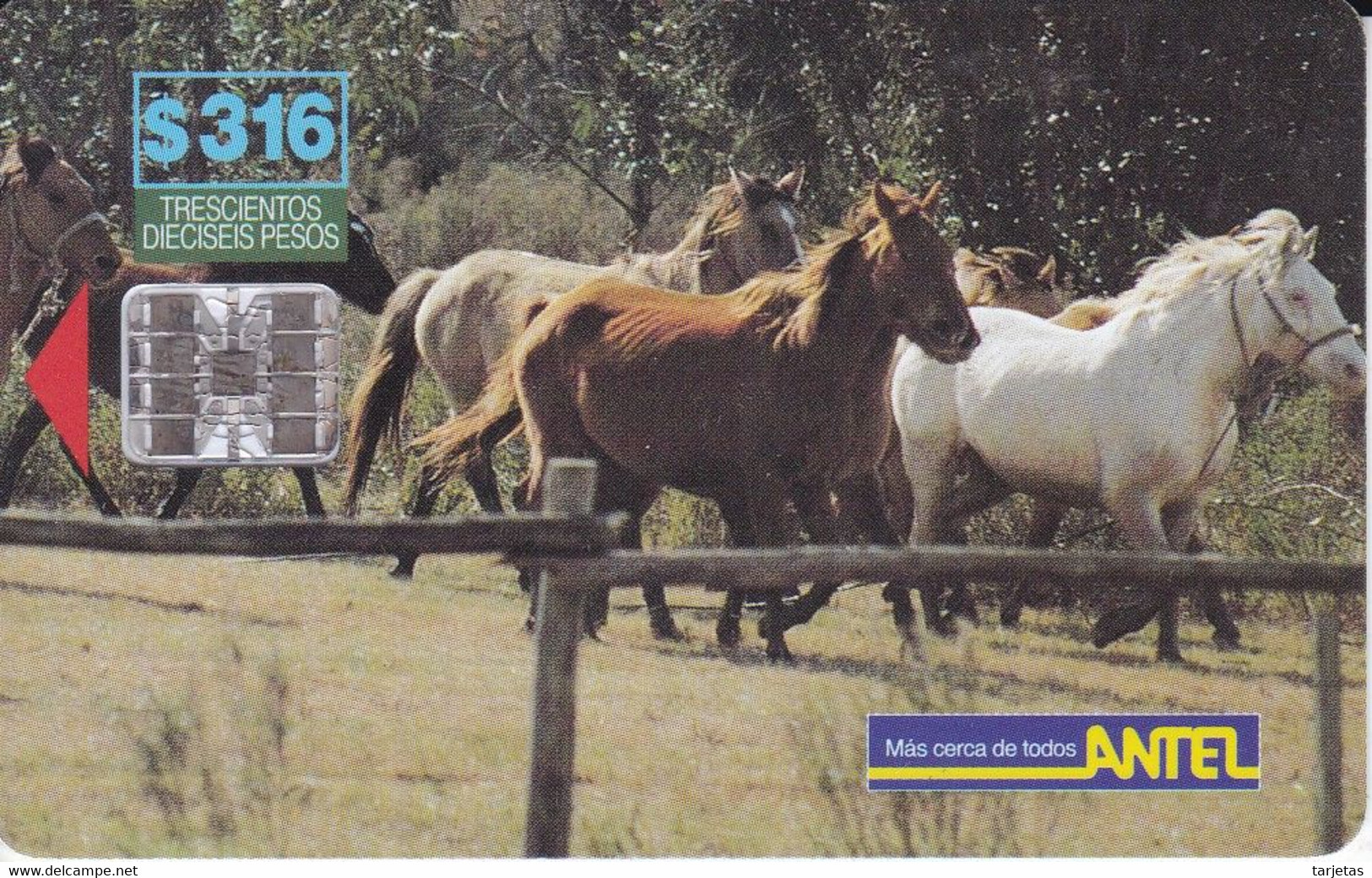 TARJETA DE URUGUAY DE CABALLOS  (HORSE-CABALLO) - Pferde