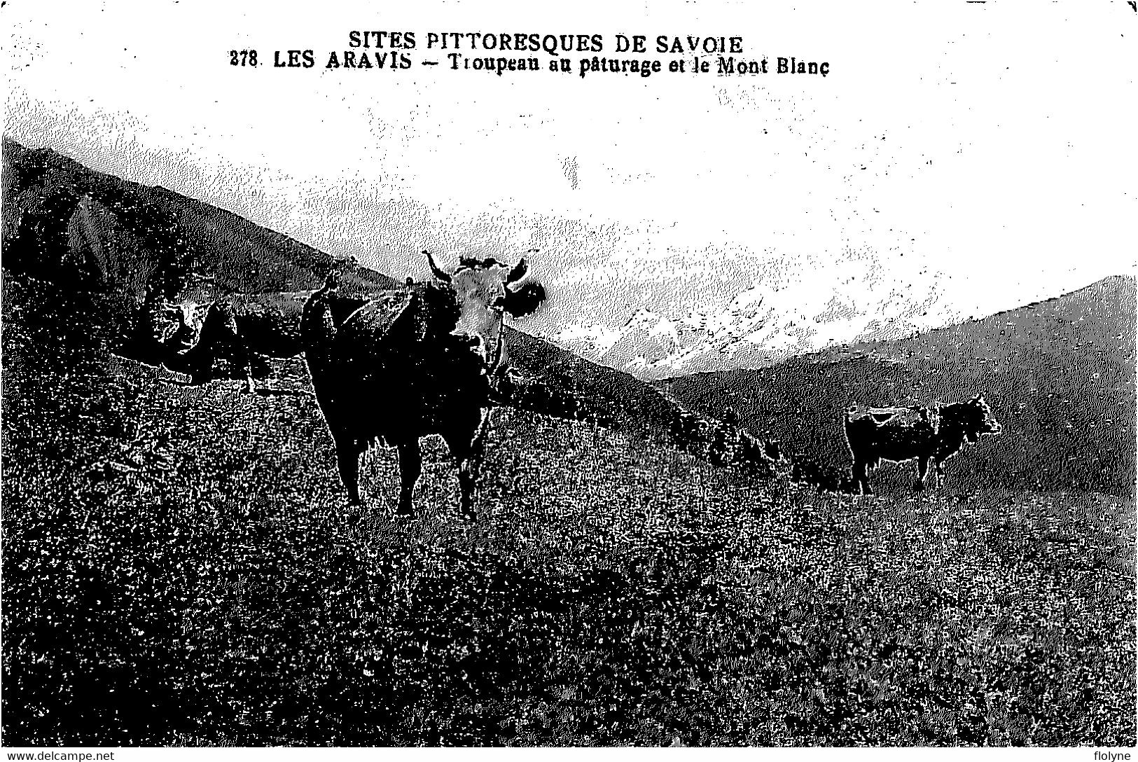 La Clusaz - Les Aravis - Troupeau Au Pâturage Et Le Mont Blanc - Bovins Boeufs Vaches - La Clusaz