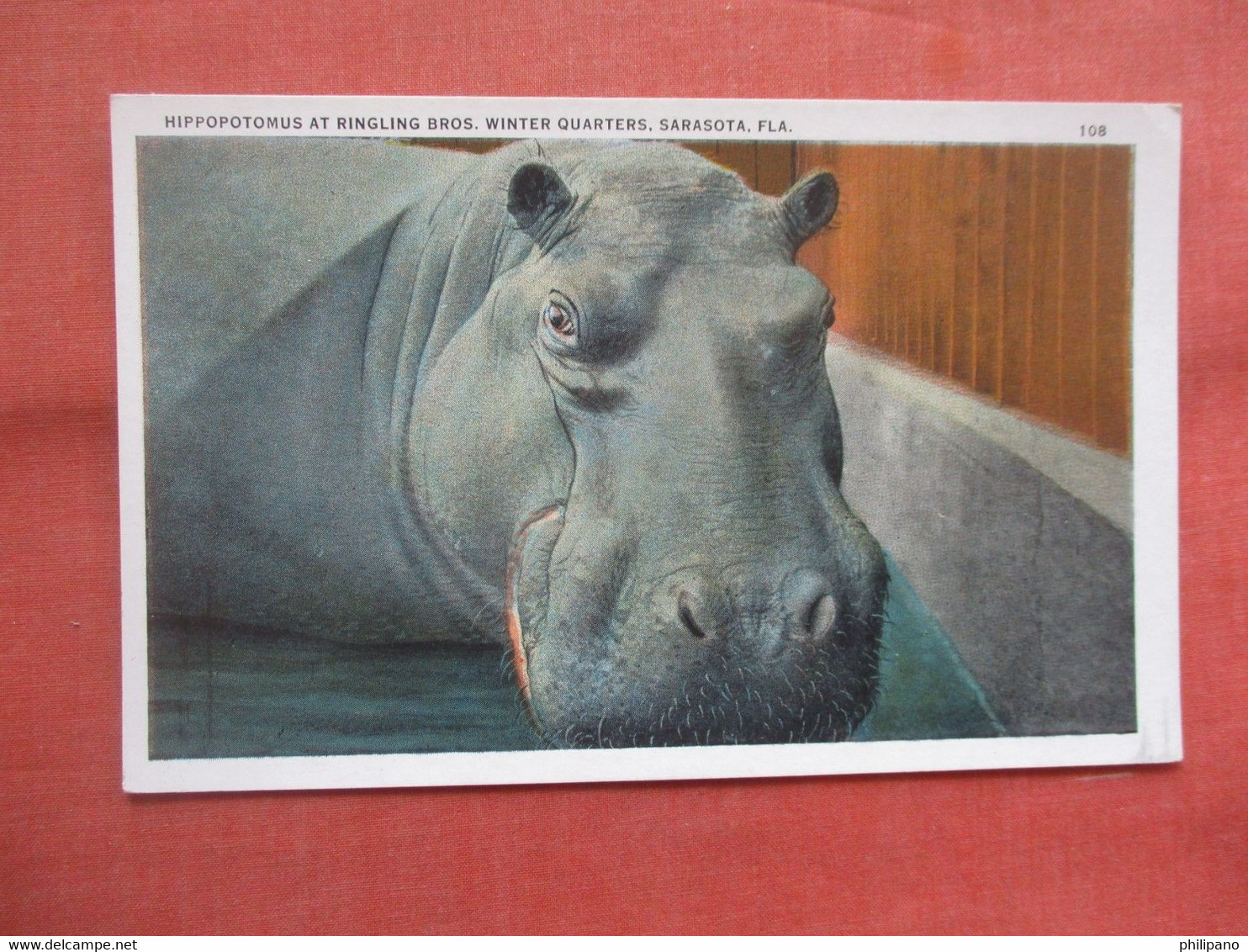 Hippopotamus  At Ringling Bros. Winter Quarters.    Florida    Ref  5322 - Hippopotames