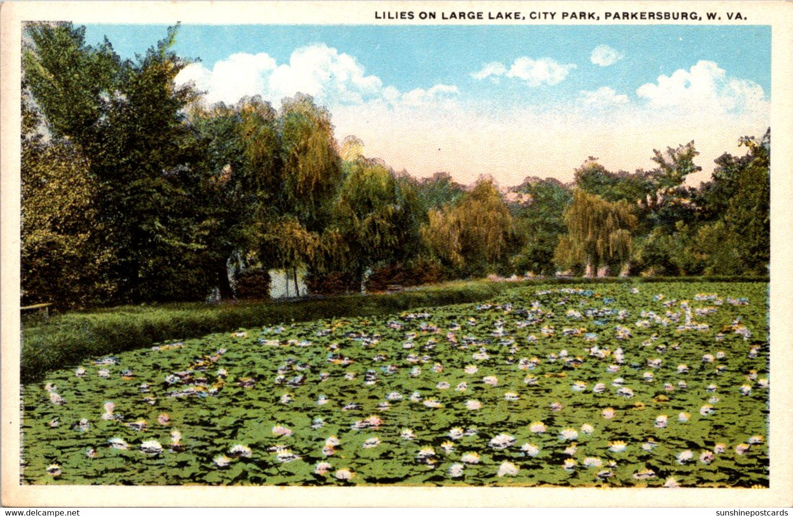 West Virginia Parkersburg City Park Lilies On Large Lake - Parkersburg