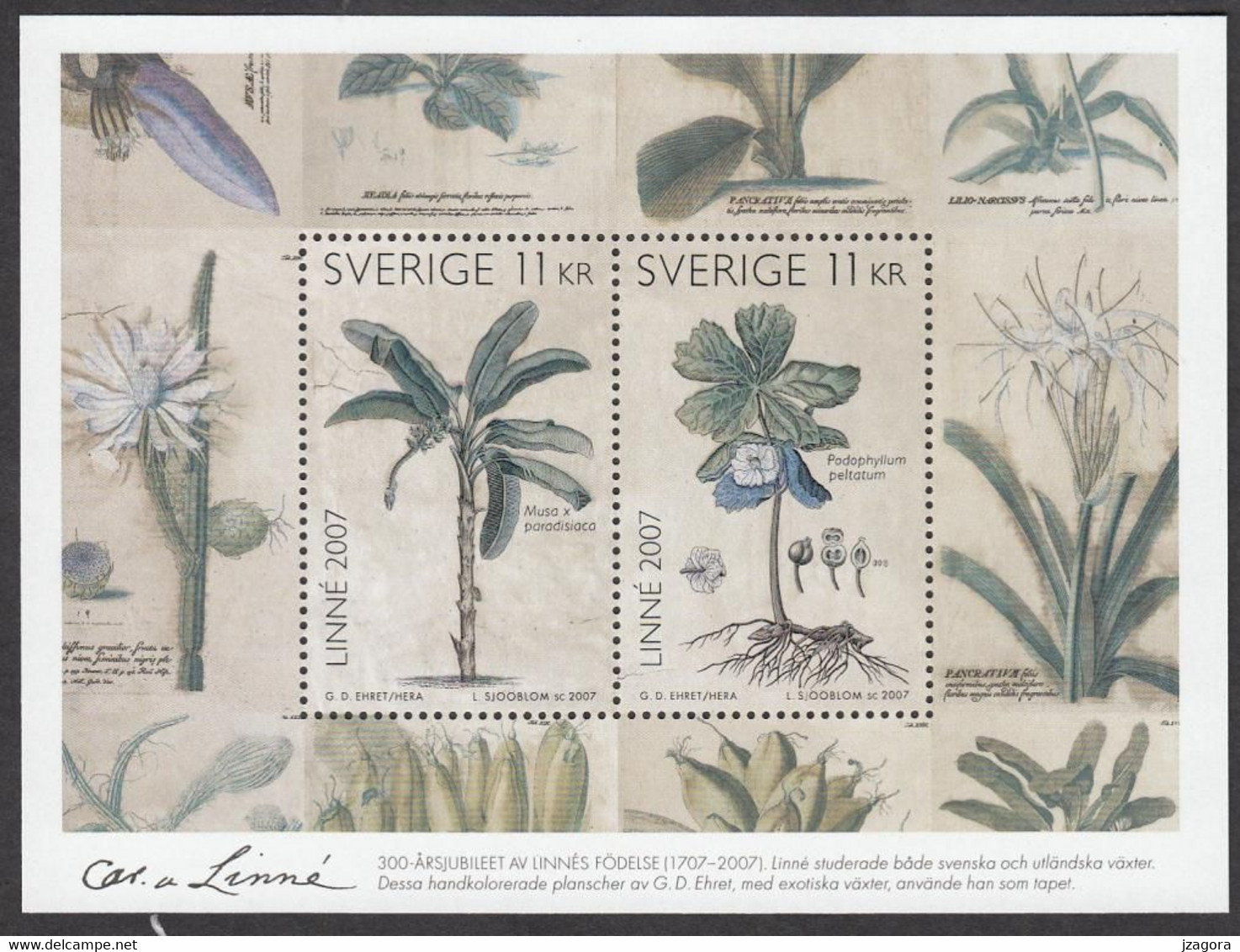 CARL VON LINNE SCIENCE  BOTANY BOTANY Botanik Botanique PLANTS SWEDEN SUEDE SCHWEDEN 2007 SHEET  MNH AUTOGRAPH PREPRINT - Giftige Planten