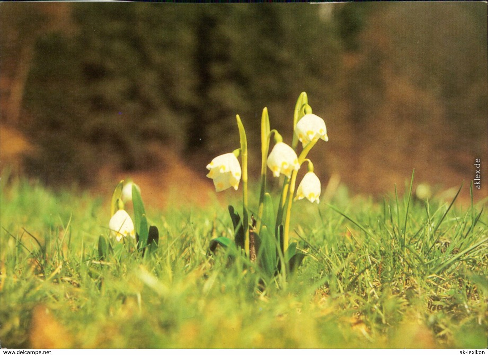 Ansichtskarte  Fauna / Pflanzen - Schneeglöckchen Bild Heimat Reichenbach  1995 - Otros & Sin Clasificación