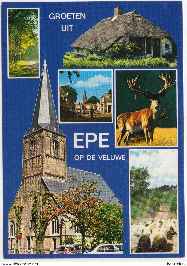 Groeten Uit Epe Op De Veluwe - (Gelderland, Nederland/Holland) - Nr. EPE 12 - Epe
