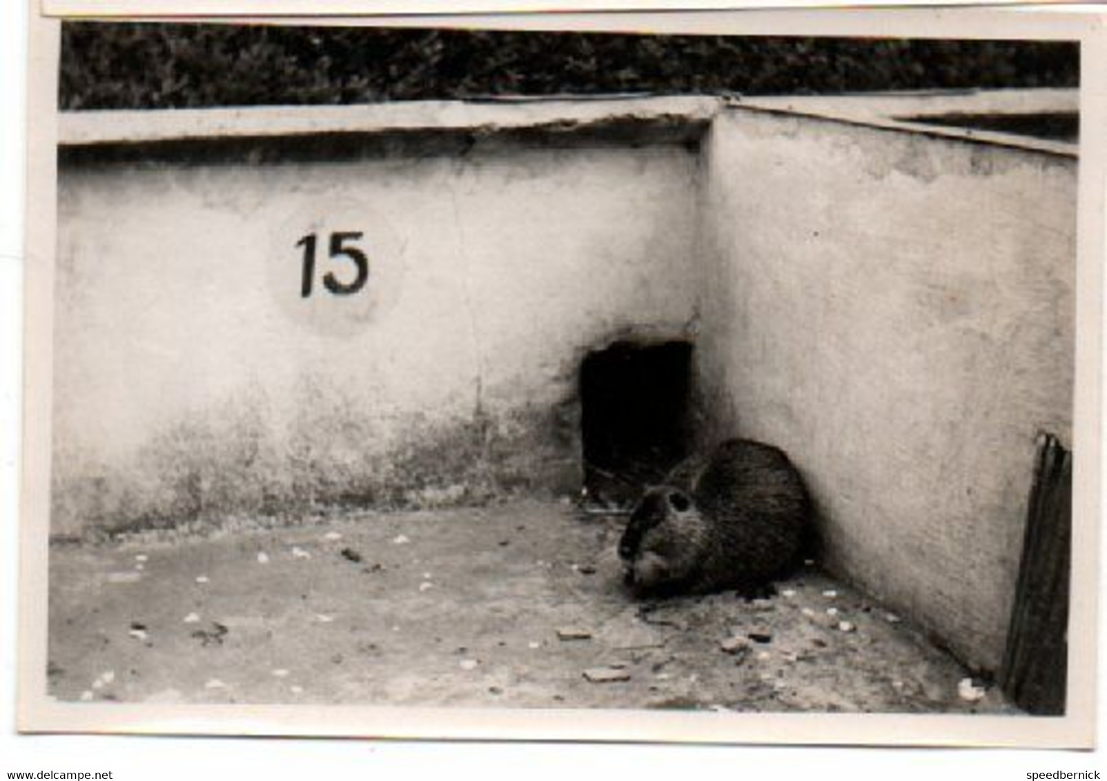 28149 CPA Oberbruch -Krefeld-fischeln -Nutriafarm -ferme ragondin Nutria  + 6 photos