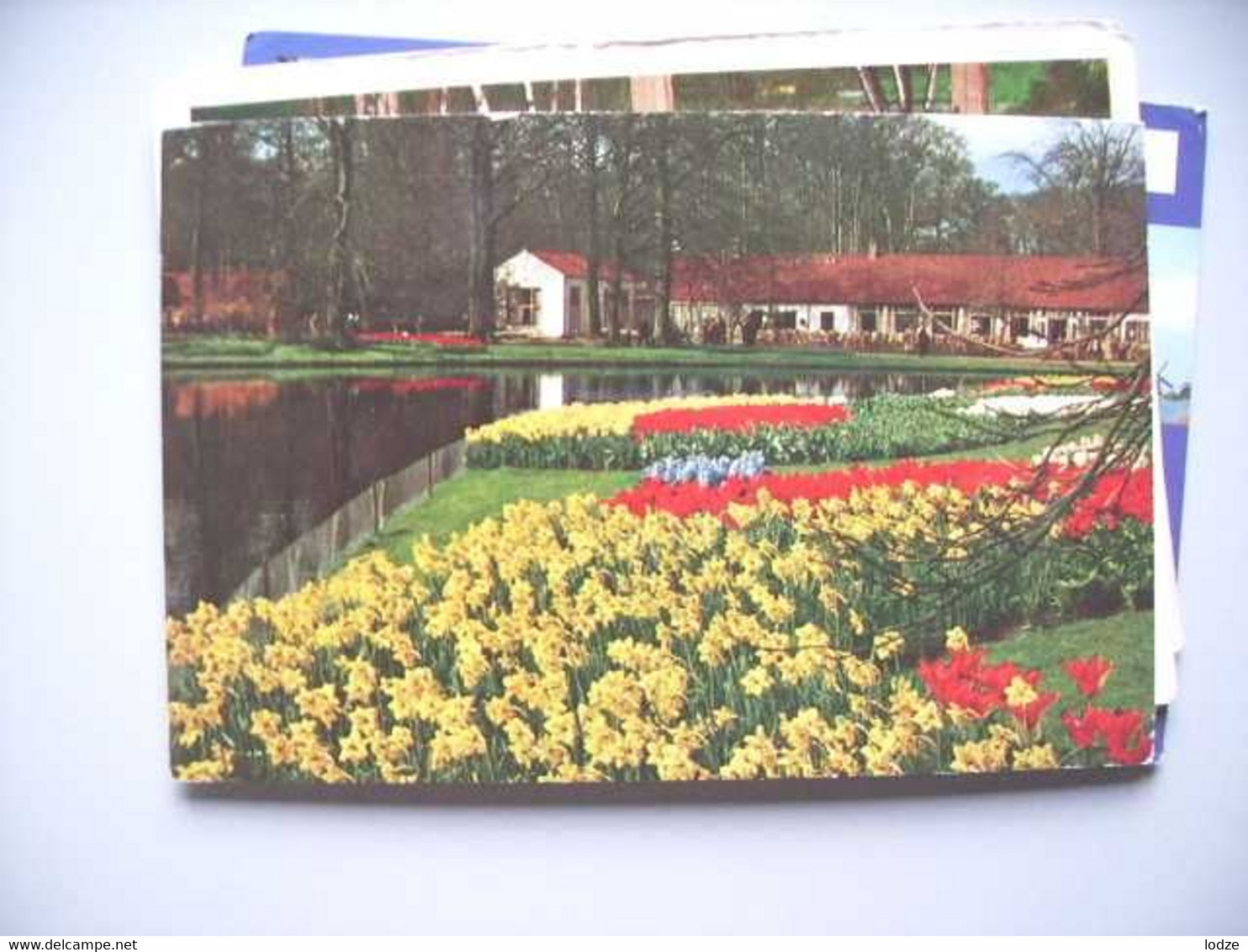 Nederland Holland Pays Bas Lisse Met Bloemen In De Keukenhof - Lisse