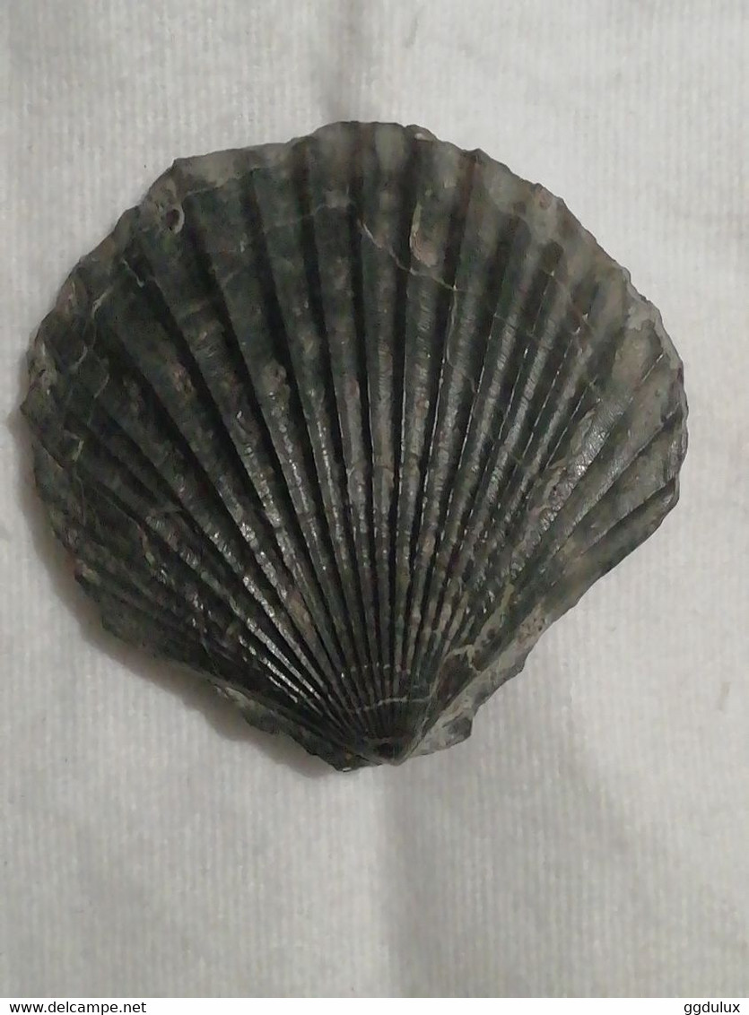 Coquille Fossile - Fossils