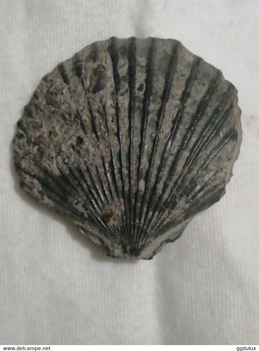 Coquille Fossile - Fossiles