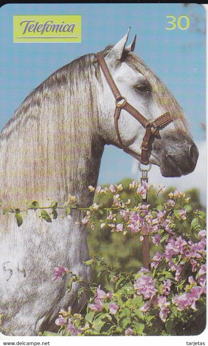 TARJETA DE BRASIL DE UN CABALLO ANDALUZ (CABALLO-HORSE) - Pferde