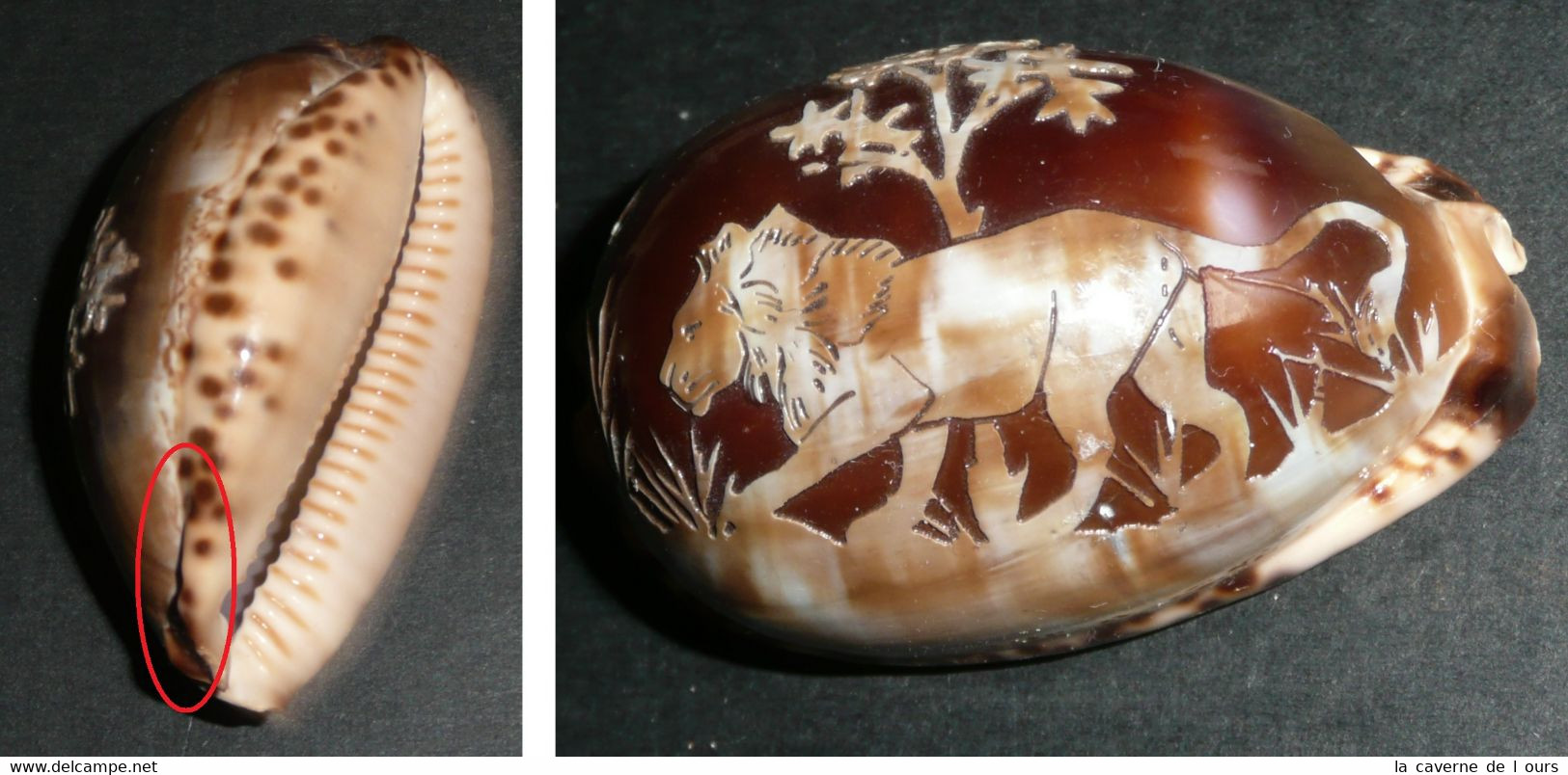 Rare Coquillage Porcelaine, Gravé D'un Lion - Coquillages