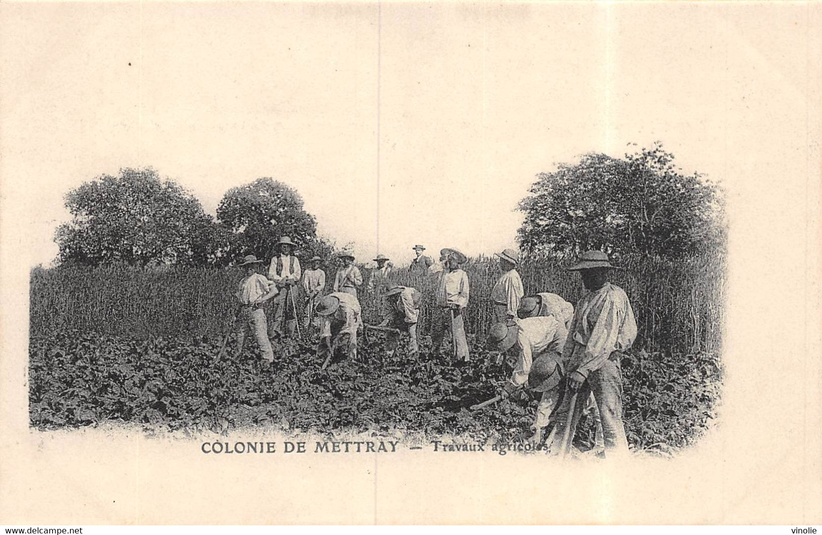 21-8904 : METTRAY. TRAVAUX AGRICOLES - Mettray