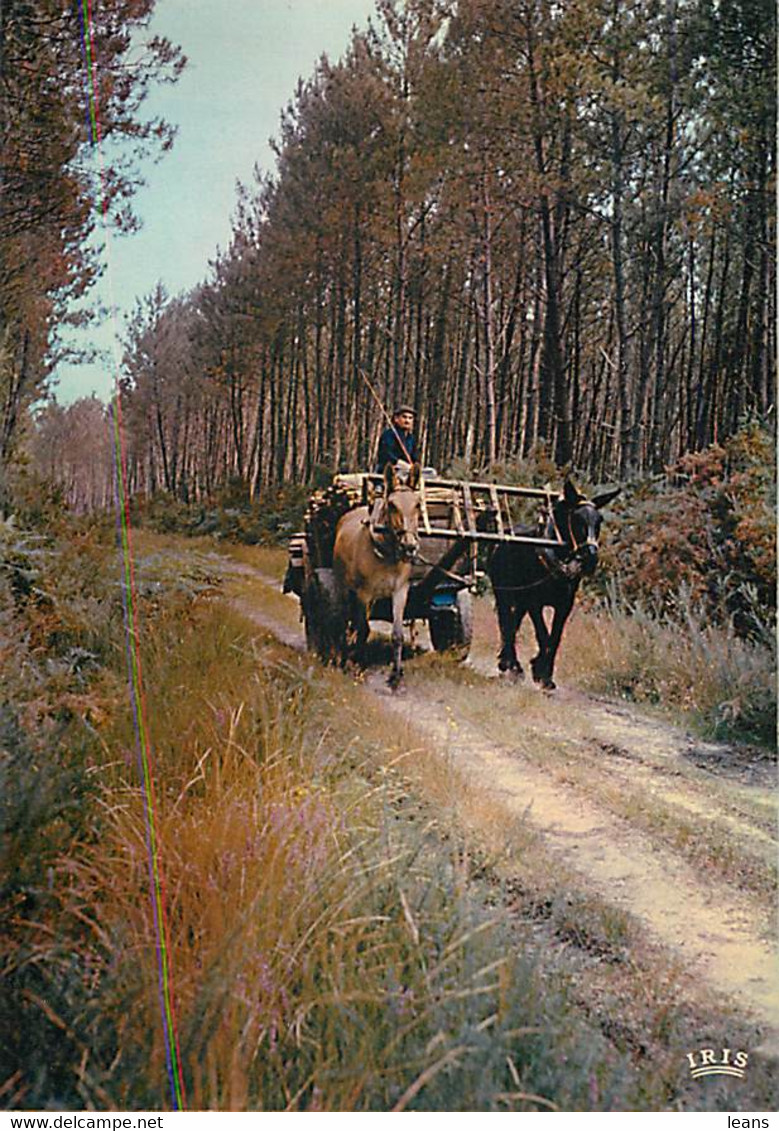 ATTELAGE - Muletier Dans Les Landes - Attelages