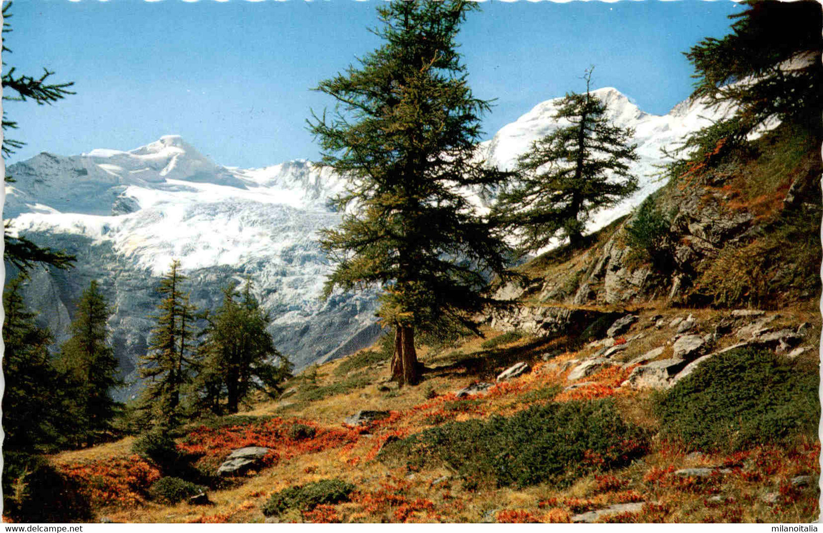 Saas-Fee - Alphubel Und Täschhorn (645) - Täsch