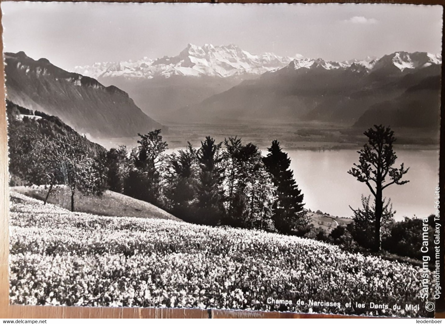 Champs De Narcisses Et Les Dents Du Midi - 01267 - Cham