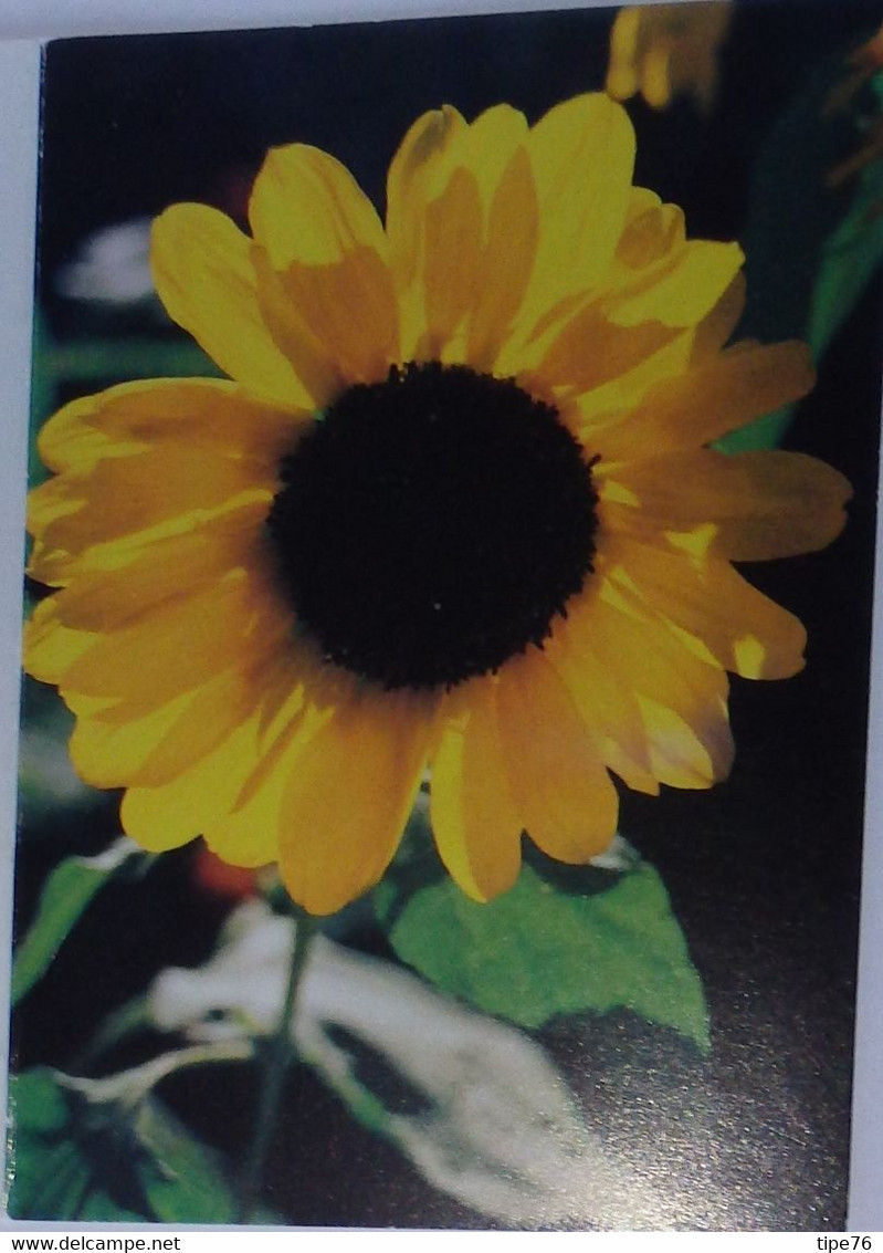 Petit Calendrier Poche 2004 Fleur Tournesol - - Small : 2001-...