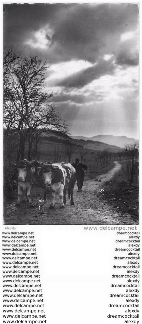 Photo Cpsm Cpm 39 FRANCHE-COMTE. Retour Des Champs 1956 Attelage De Boeufs - Autres & Non Classés