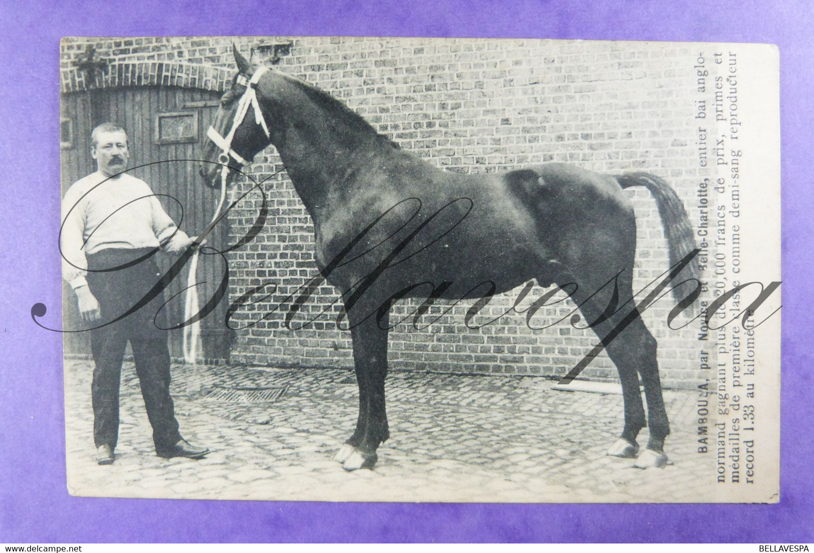 Bamboula ,par Novice Et Belle Charlotte Anglo-Normand Premier Klas Demi-sang Cheval Horse Paard Halfbloed - Chevaux