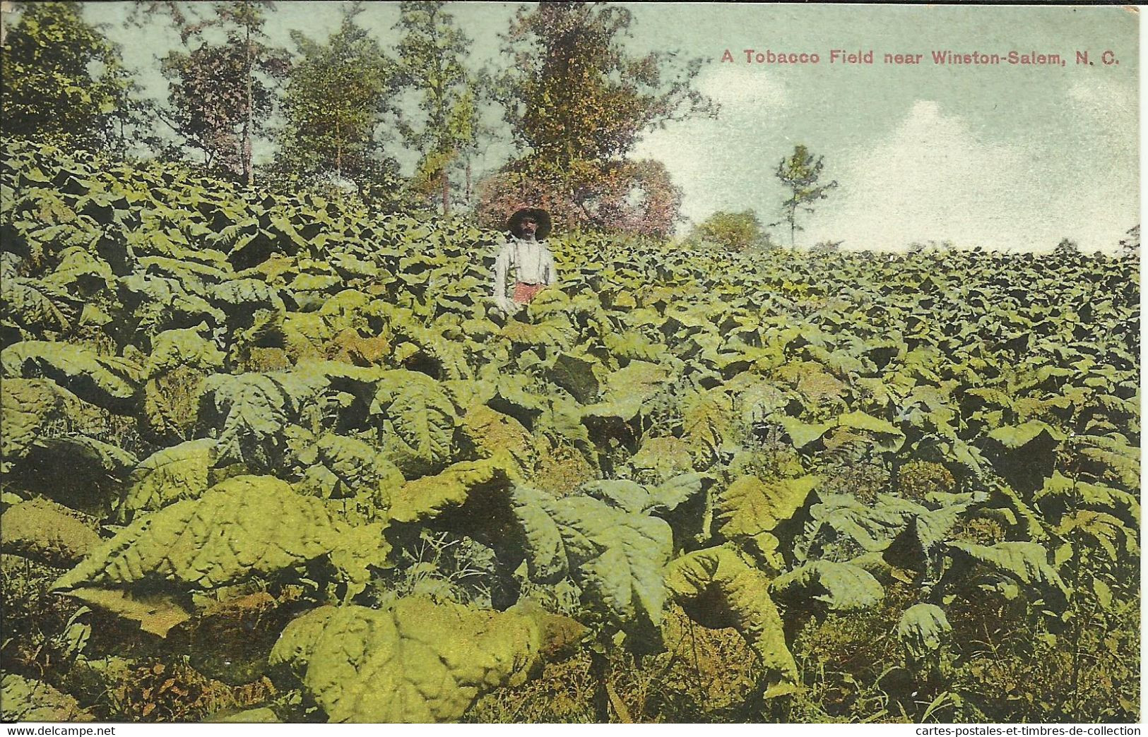 A Tobacco Field Near WINSTON-SALEM , N.C. - Winston Salem