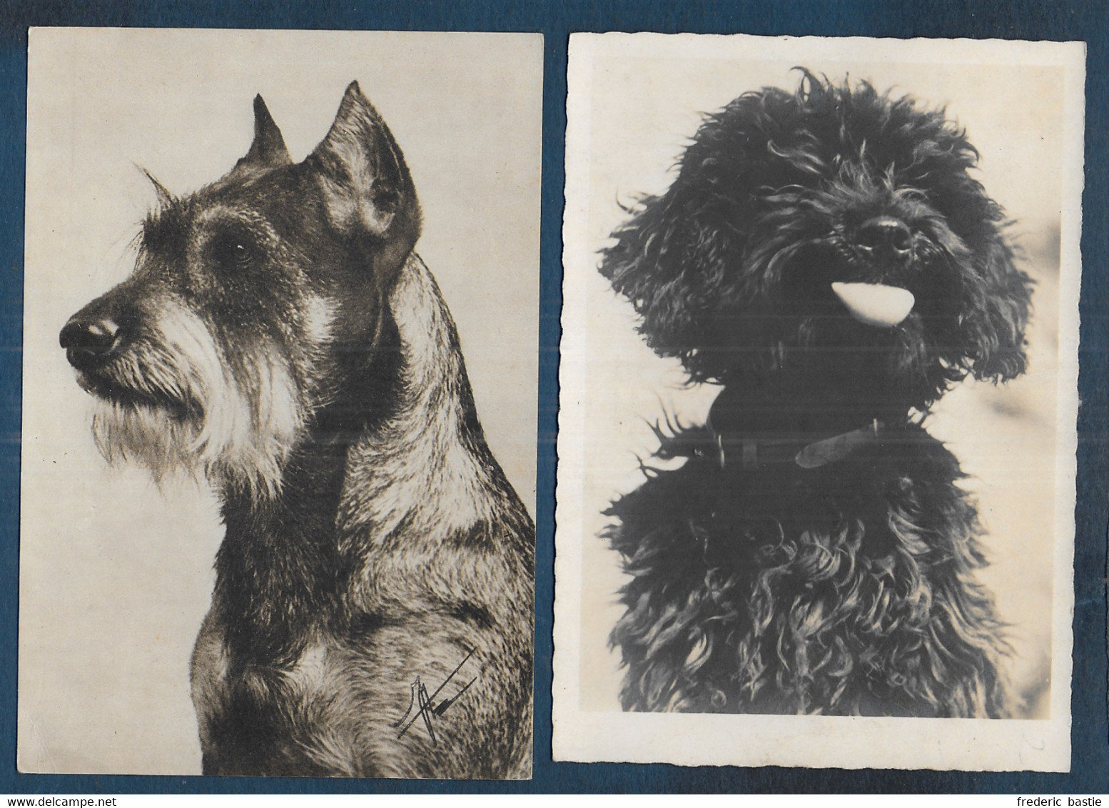 CHIENS - 6 Cartes - Format Cpa - Honden