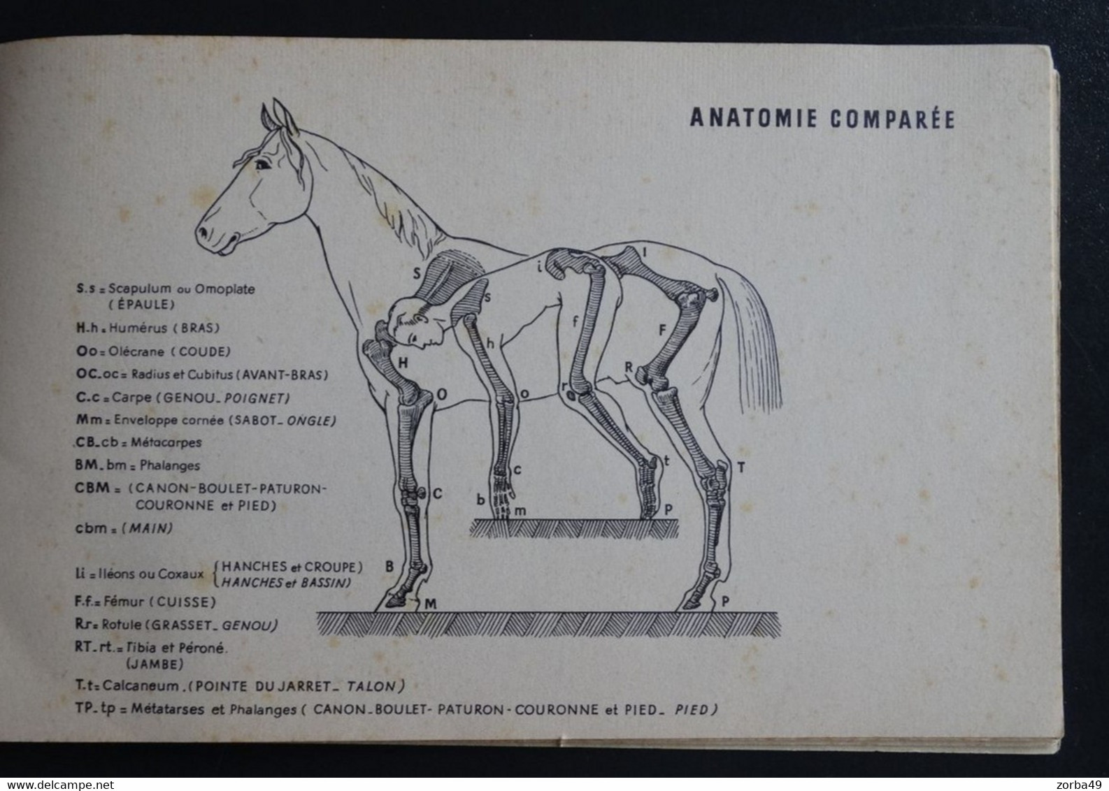 Fascicule Atlas Du Cheval 1967 Belles Planches Anatomiques (voir Exemples) - Reiten