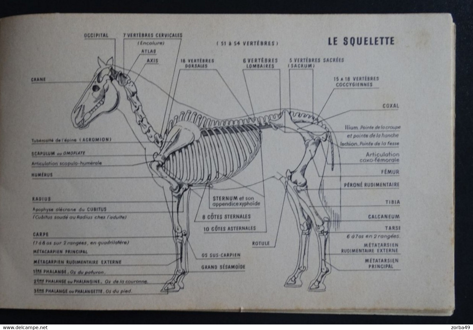 Fascicule Atlas Du Cheval 1967 Belles Planches Anatomiques (voir Exemples) - Hipismo