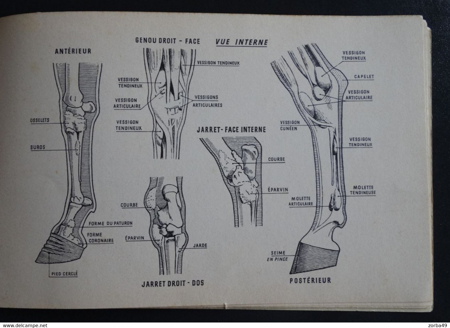 Fascicule Atlas Du Cheval 1967 Belles Planches Anatomiques (voir Exemples) - Equitation