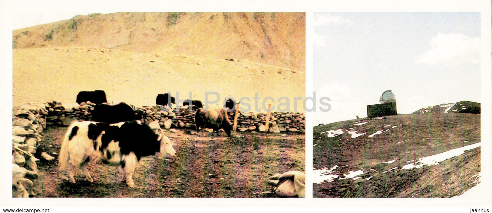 Pamir - Gorno-Badakhshan - Herd Of Yaks - Observatory - 1985 - Tajikistan USSR - Unused - Tajikistan