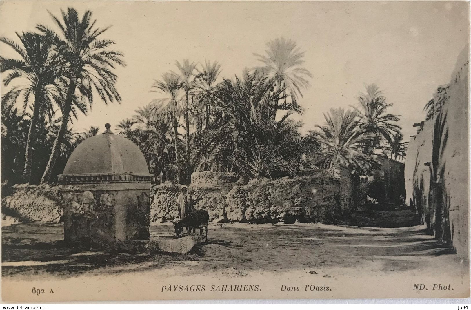 Algérie - Paysage Sahariens - Dans L'Oasis - Carte Postale Vierge - Biskra