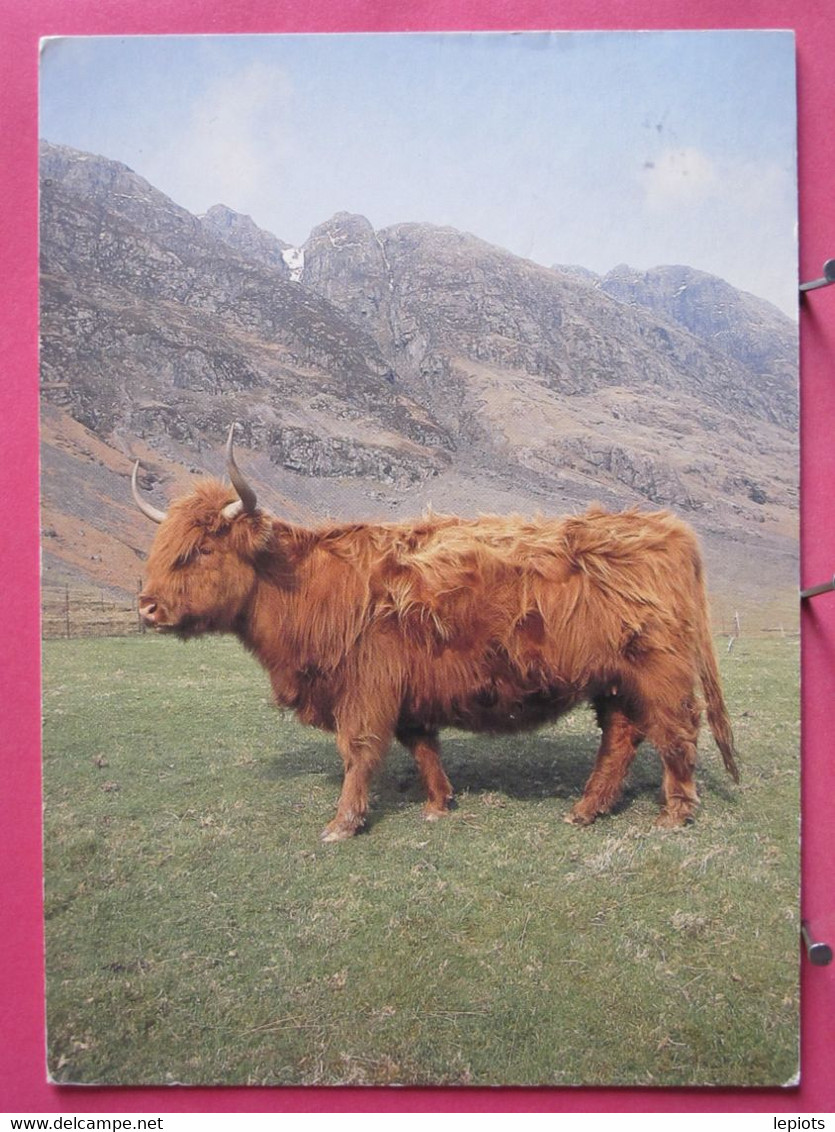 Visuel Très Peu Courant - Ecosse - Highland Cow - R/verso - Inverness-shire