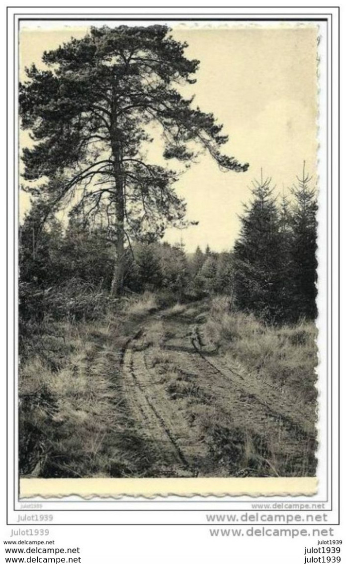 LIBIN ..-- Ancien Chemin Dans La Forêt D' Ardenne . - Libin