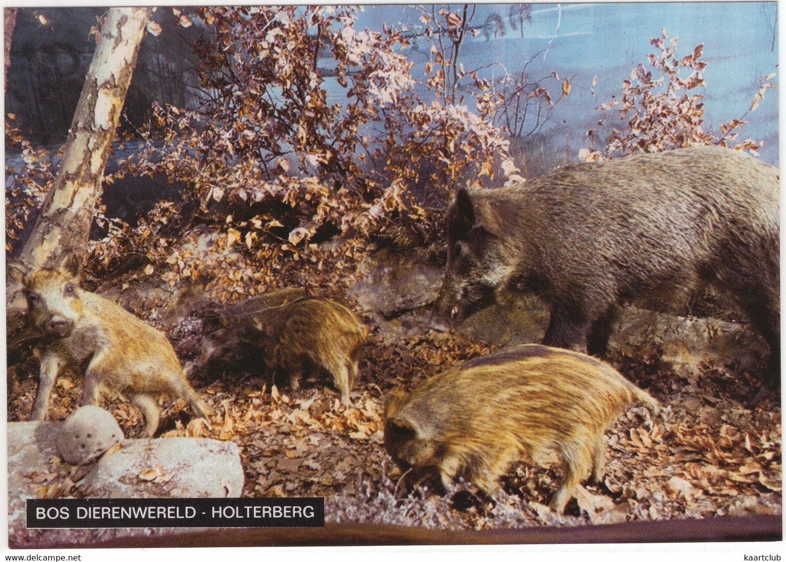 Holterberg - Bos Dierenwereld: Detail Wilde Zwijnen - Diorama - (Holten, Overijssel, Nederland/Holland) - Holten