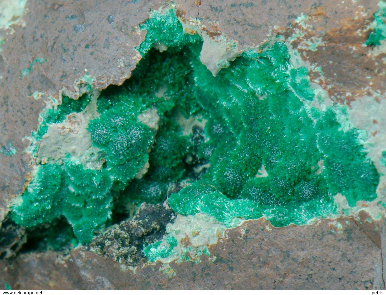 Mineral - Quarzo Con Malachite (Zacatecas, Messico) - Lot. 697 - Minéraux