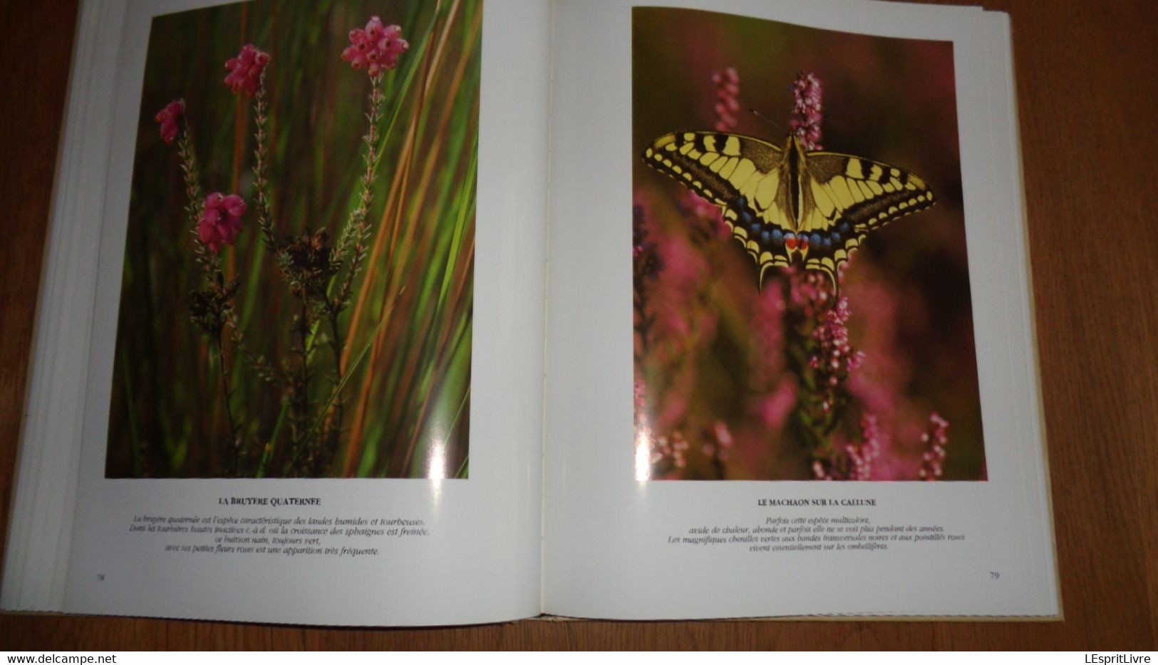 LES HAUTES FAGNES Un Site Naturel Menacé Régionalisme Nature Ecologie Botanique Animaux Oiseaux Insectes Flore Faune