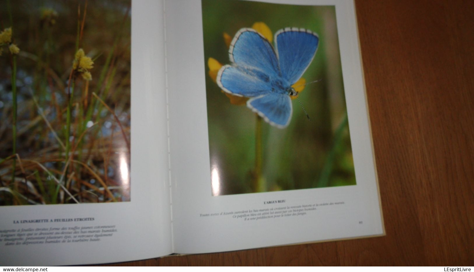 LES HAUTES FAGNES Un Site Naturel Menacé Régionalisme Nature Ecologie Botanique Animaux Oiseaux Insectes Flore Faune