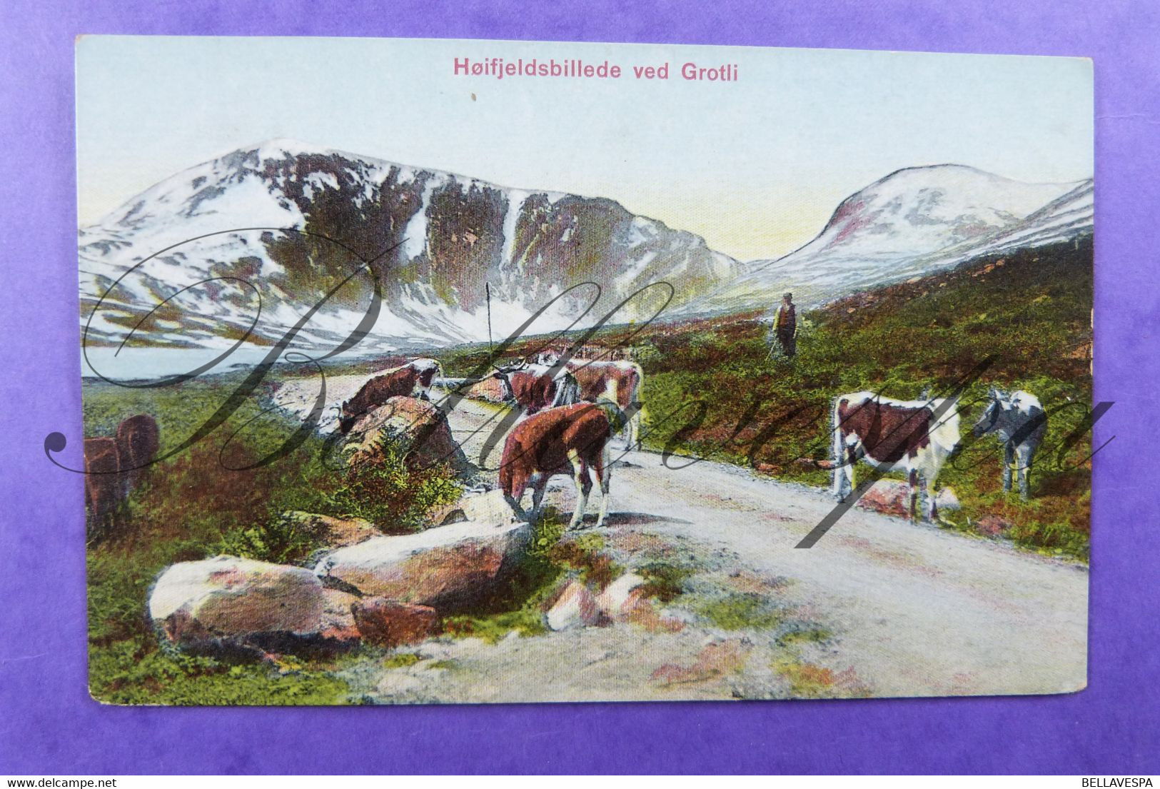 Norge Hoifjeldsbillede Ved Grotli.  Edit G.B. Ser. A 224 ( Regio  Montagne  Mountain Gamle Strynefjellsvegen ?) - Koeien