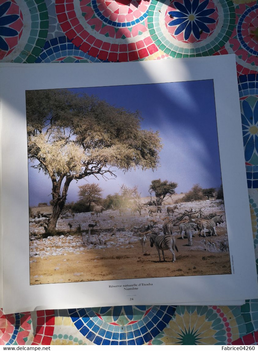 Photographie Animaux D'une Reserve - Africa