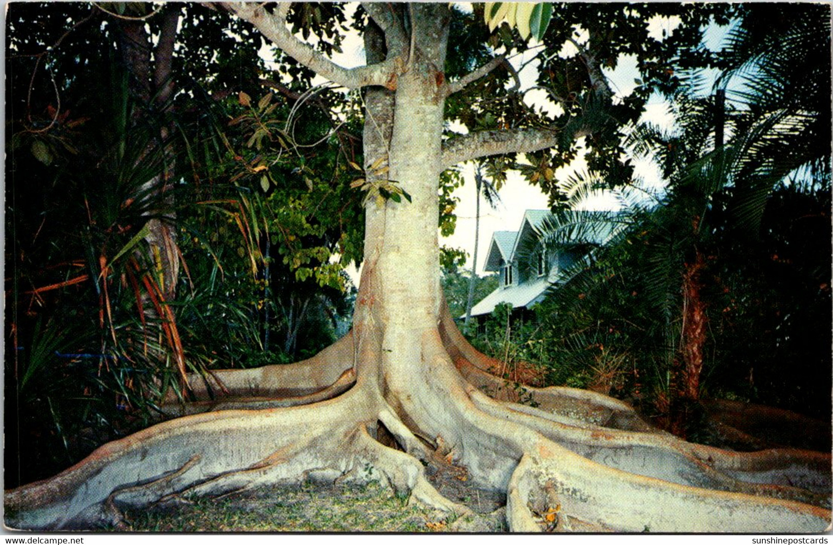 Florida Fort Myers Edison Winter Home Moreton Bay Fig Tree 1959 - Fort Myers