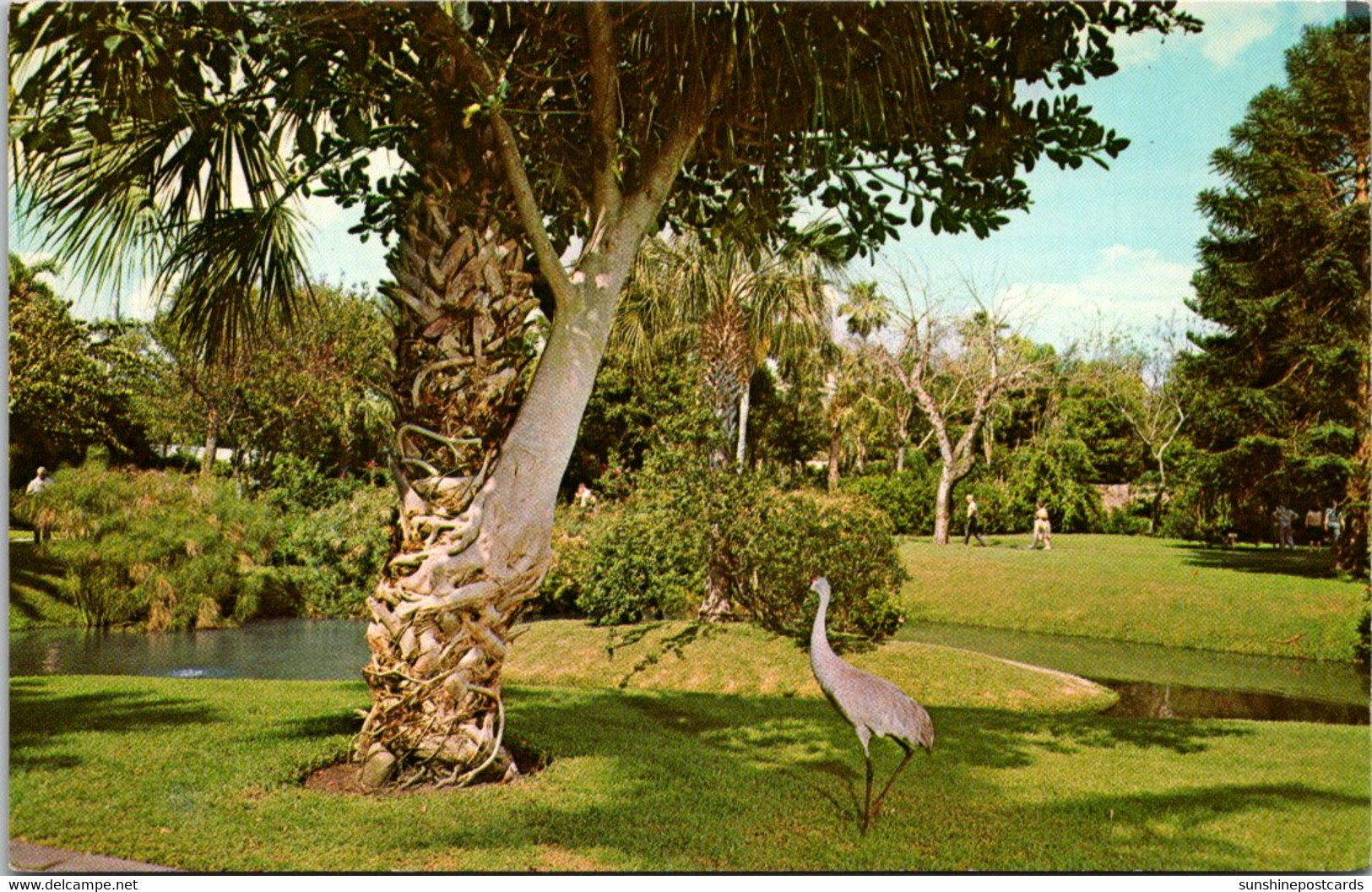 Florida Sarasota Strangler Fig And Sand Hill Crane At Sarasota Jungle Gardens - Sarasota