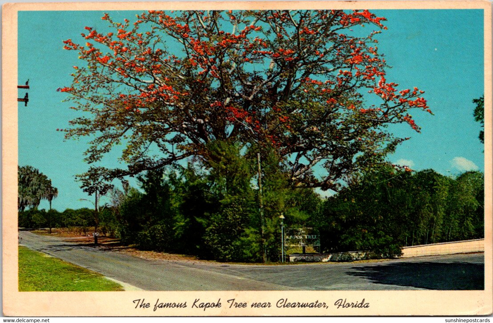 Florida Clearwater The Famous Kapok Tree In Bloom - Clearwater