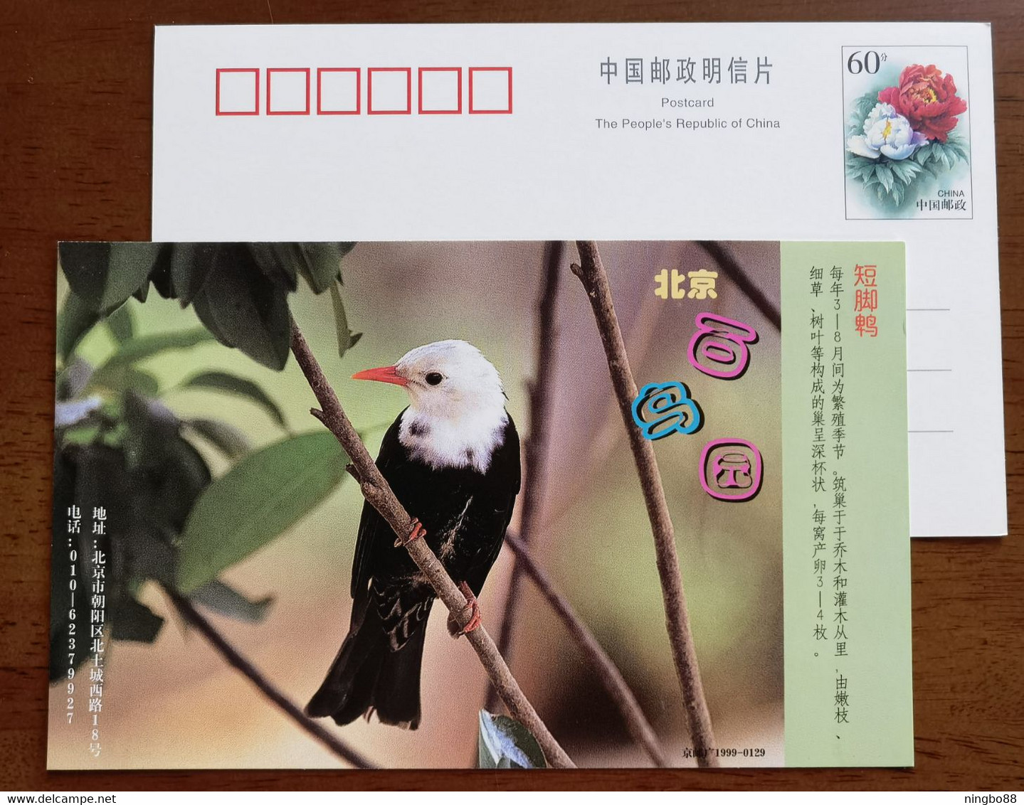 Black Bulbul Bird,China 1999 Beijing Bird Paradise Advertising Postal Stationery Card - Sparrows